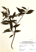 藏品(華八仙)的圖片